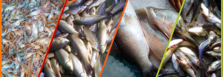 Bagerhat Fish